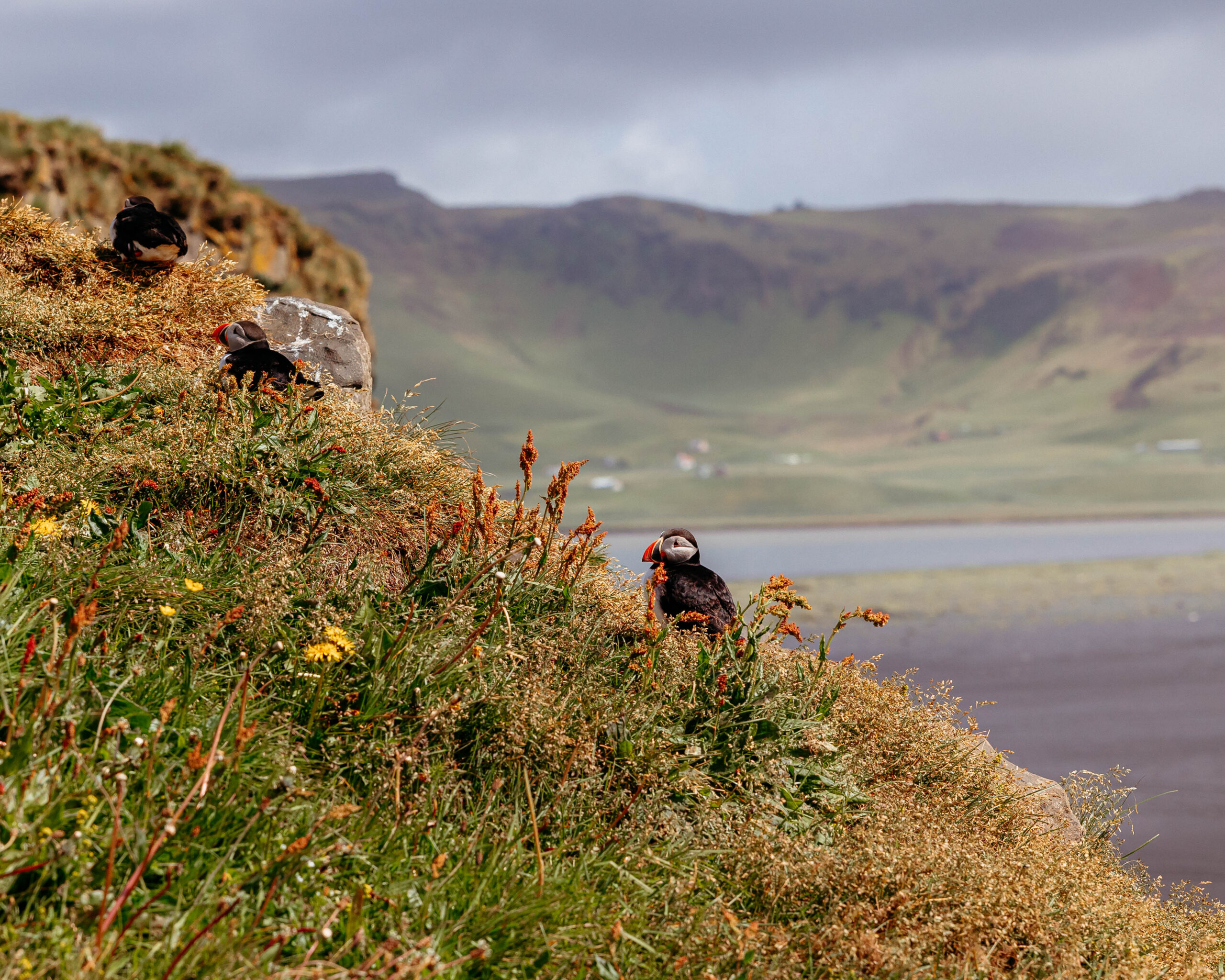 Puffins on the cliffside of Iceland